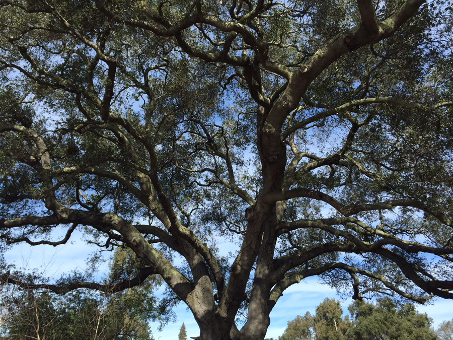 Live Oak tree